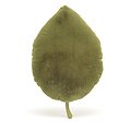 Peluche Jellycat Feuille de Hêtre - Woodland Beech Leaf - LEAF2B 41 cm