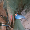 Petit oiseau décoratif à clipser Bleu