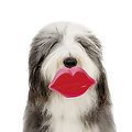 Jouet pour chien - Jouet à mordre Lèvre glamour