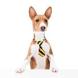 Cravate pour chien ou chat - Orange et noir