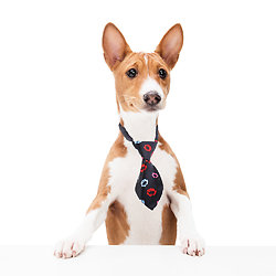 Cravate pour chien ou chat - Bisous