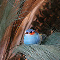 Petit oiseau décoratif à clipser Bleu