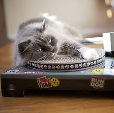Grattoir pour chat Tourne Disque - Cat scratch Pad 
