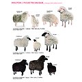 SHEEP / MOUTON - Peau lainée