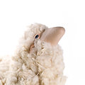 SHEEP / MOUTON - Peau de mouton