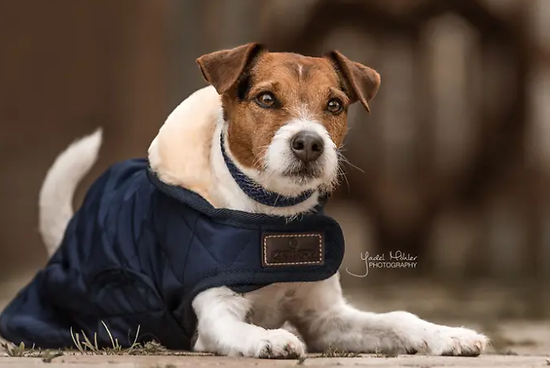 Manteau pour chien Original KENTUCKY