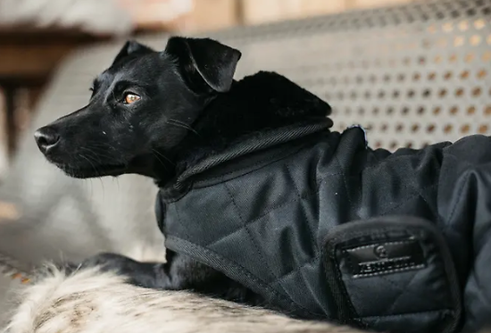 Manteau pour chien Original KENTUCKY 