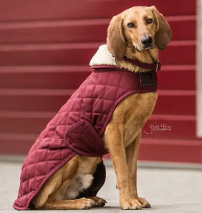 Manteau pour chien Original KENTUCKY  