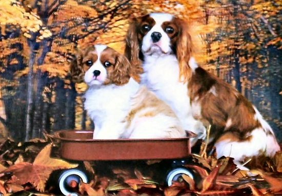 POSTER RELIEF/POSTER 3D/CAVALIER KING CHARLES/CHIEN