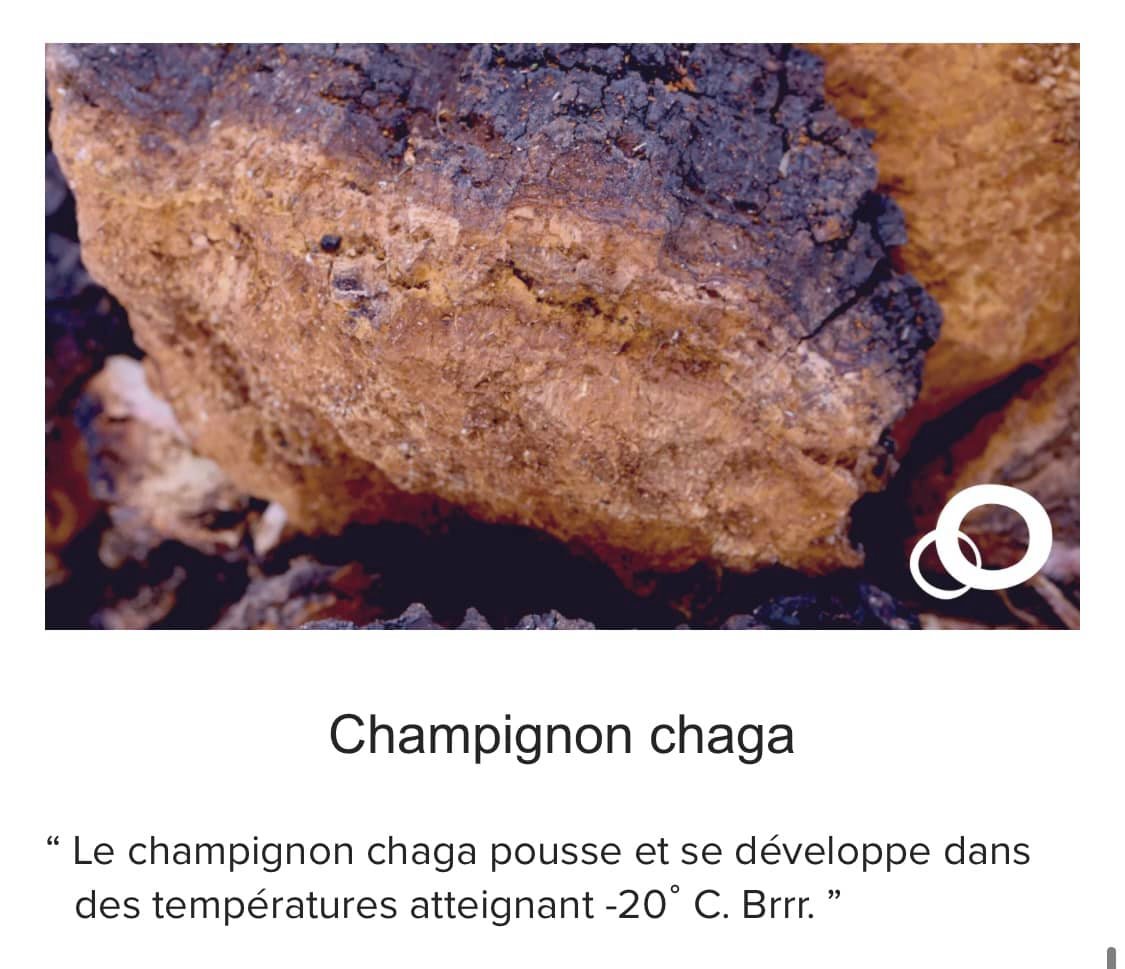 champignon_chaga_nutricentials_nuskin.jpg