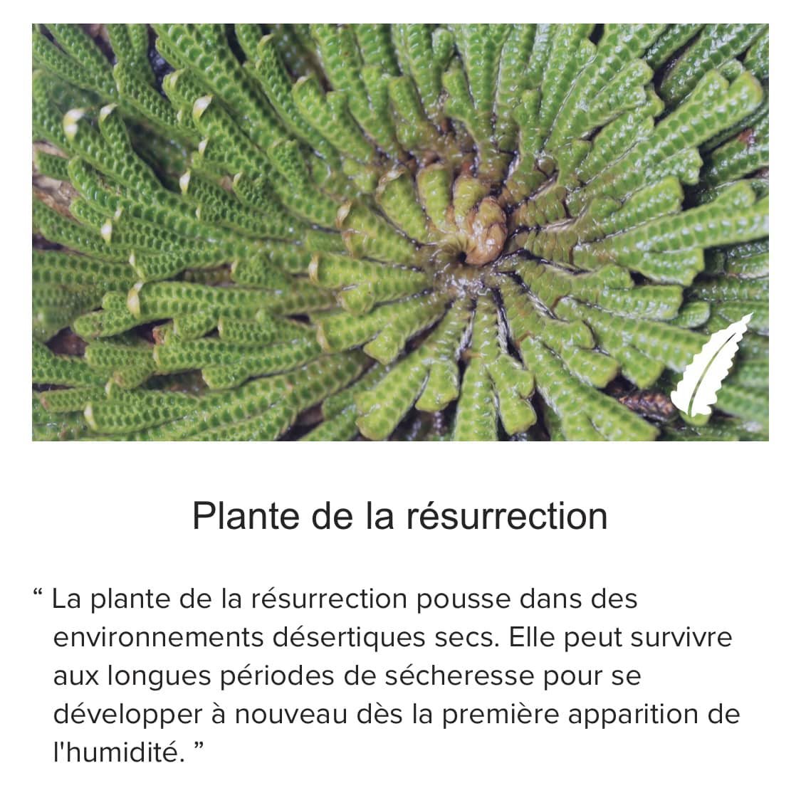 plante_de_resurrection_nutricentials_nuskin.jpg