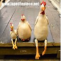 Lot 3 poules décoratives en cuir