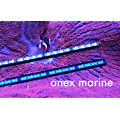 onex marine blue