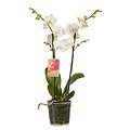 Orchidée Phaleanopsis