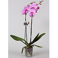 Orchidée Phaleanopsis