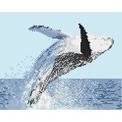 Baleine à bosse diagramme noir et blanc