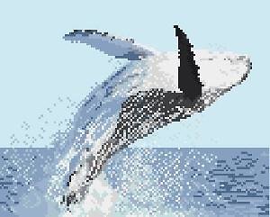 Baleine à bosse diagramme noir et blanc .pdf