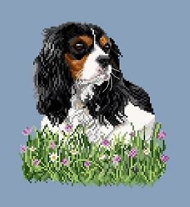 Cavalier king charles IV diagramme couleur