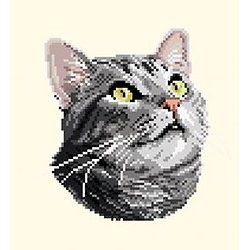 Chat silver tabby diagramme couleur
