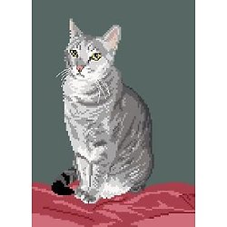 Chat silver tabby II diagramme couleur