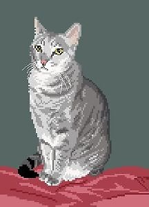 Chat silver tabby II diagramme couleur .pdf