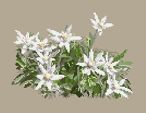 Edelweiss diagramme couleur