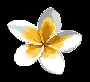 Fleur de frangipanier diagramme noir et blanc