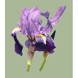 Iris des jardins diagramme couleur .pdf