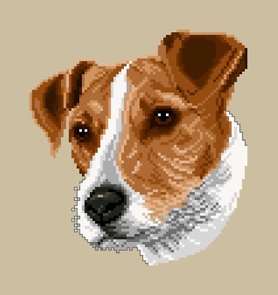 Jack russell diagramme couleur