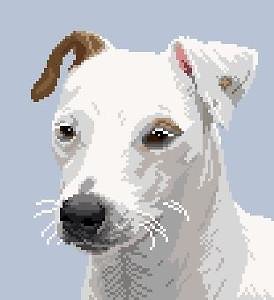 Jack russell II diagramme couleur