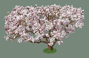 Magnolia diagramme couleur