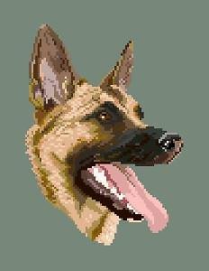 Malinois II diagramme couleur