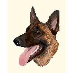 Malinois III diagramme couleur