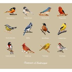 Oiseaux d'Amérique diagramme couleur .pdf