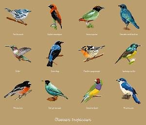 Oiseaux tropicaux diagramme couleur .pdf
