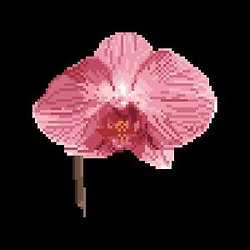 Orchidée rose diagramme couleur