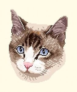 Portrait de chat diagramme couleur