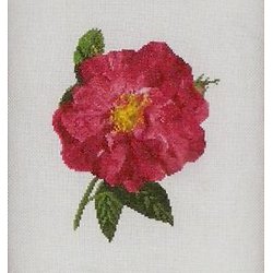 Rose de Provins II diagramme couleur