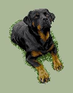 Rottweiler III diagramme couleur