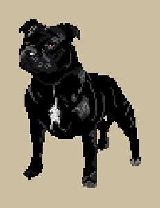 Staffordshire bull terrier diagramme couleur