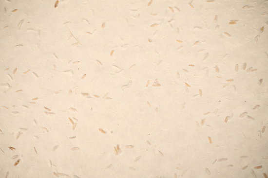 Papier LOKTA avec grains de riz 50x75cm ou 50x37.5cm