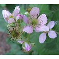 Rubus x - Ronce à mûres sans épine