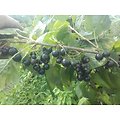 Ribes nigrum - Cassissier