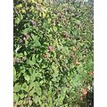 Rubus idaeus - Framboiser rouge