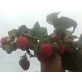 Rubus idaeus - Framboisier Rouge