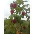 Rubus idaeus - Framboisier Rouge