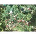 Rubus laciniatus - Ronce à mûres