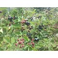 Rubus fructicosus - Ronce à mûres