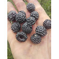 Rubus occidentalis - Ronce à framboises noires