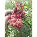 Rubus phoenicolasius - Framboise du Japon